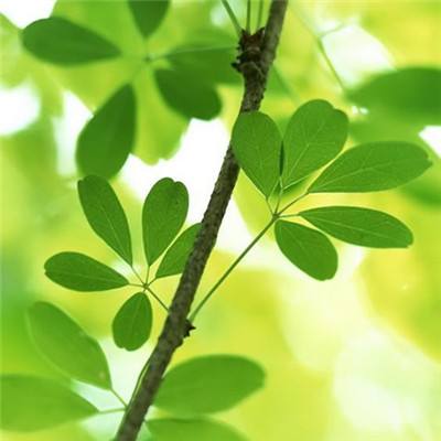 华为幸存者挑战游戏下载