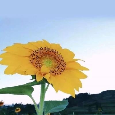redsun rts最新版下载